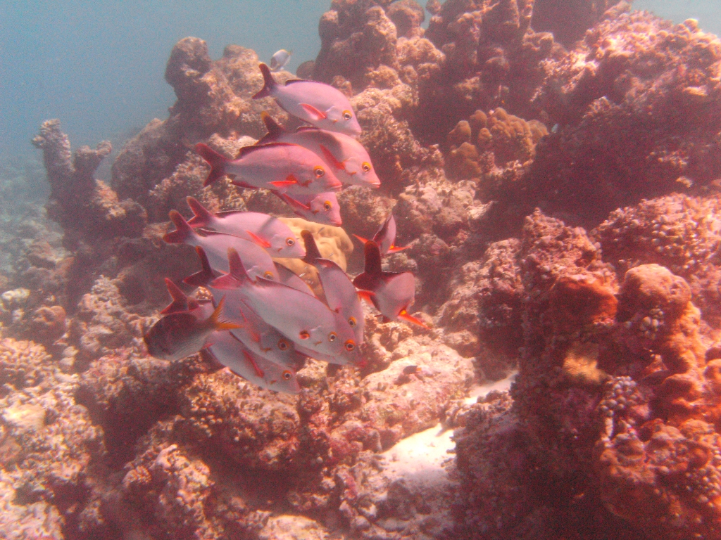 Maldives-24-25OCT2010 241 Maldives-24-25OCT2010 241